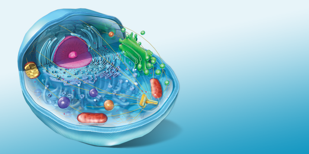 Biological Dentistry: An Excellent Wager for excellent Health